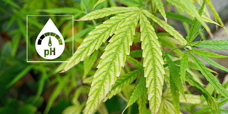 How to confirm it's a magnesium deficiency How to confirm it's a magnesium deficiency