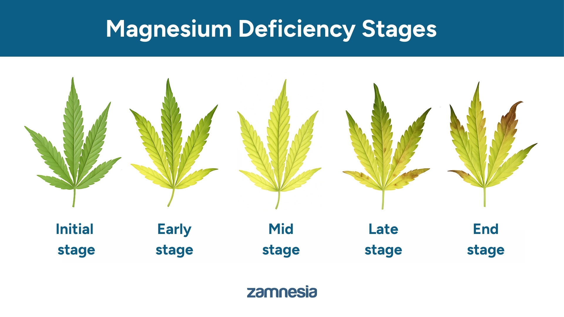Progress of a magnesium deficiency
