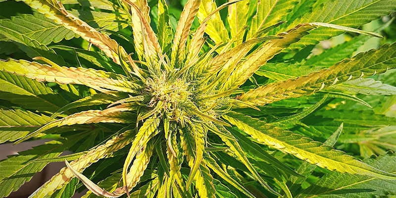 What a Sulphur deficiency looks like in a cannabis plant