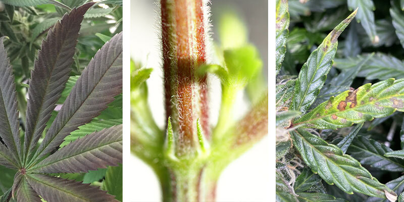 Signes d’une carence en phosphore dans le cannabis