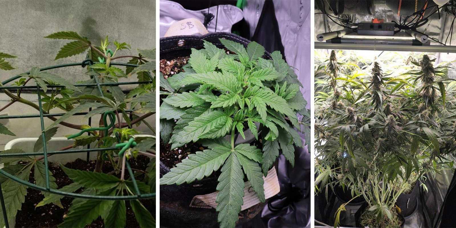High stress training (HST) and autoflowers