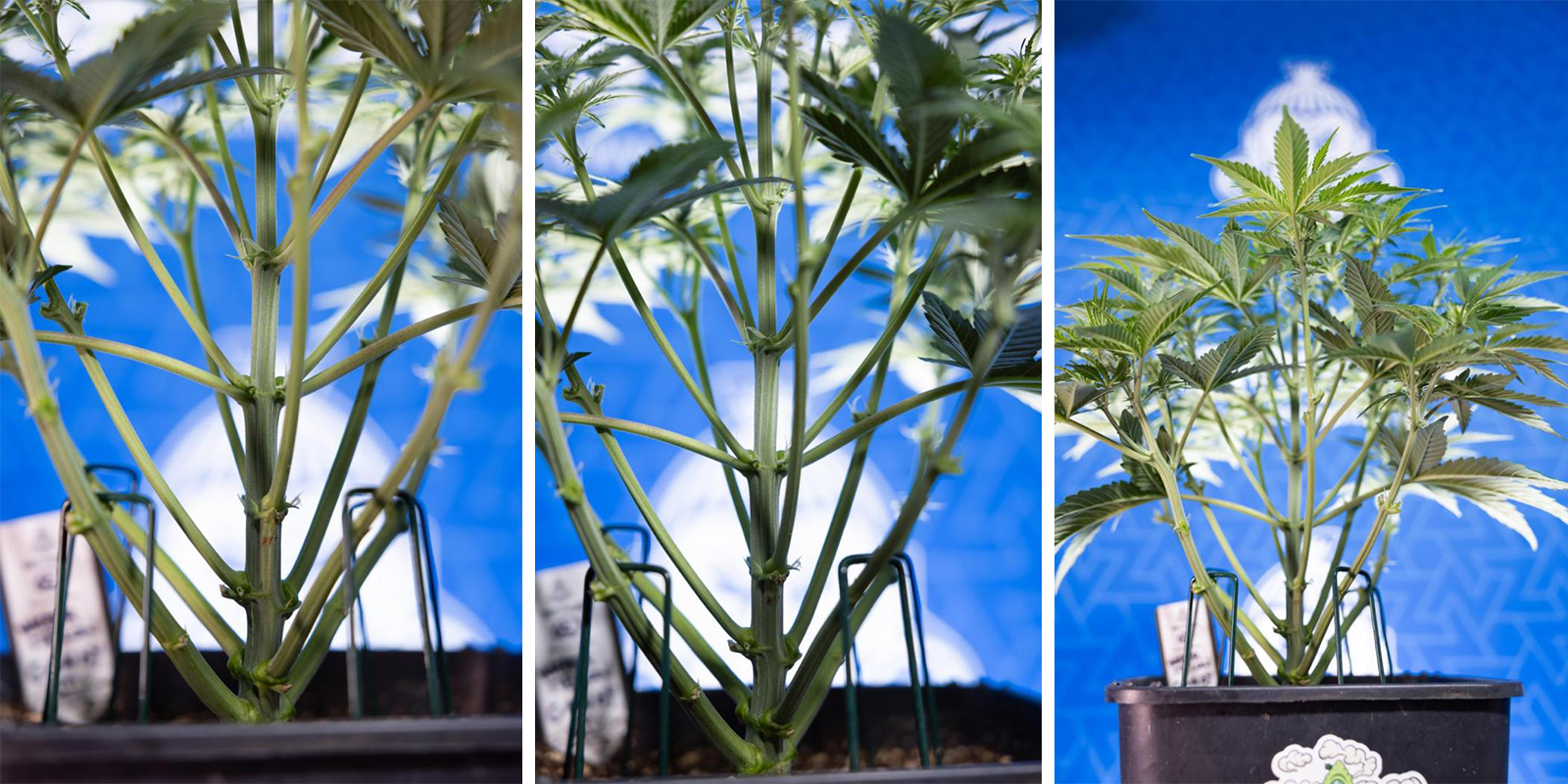 Low stress training (LST) for autoflowers