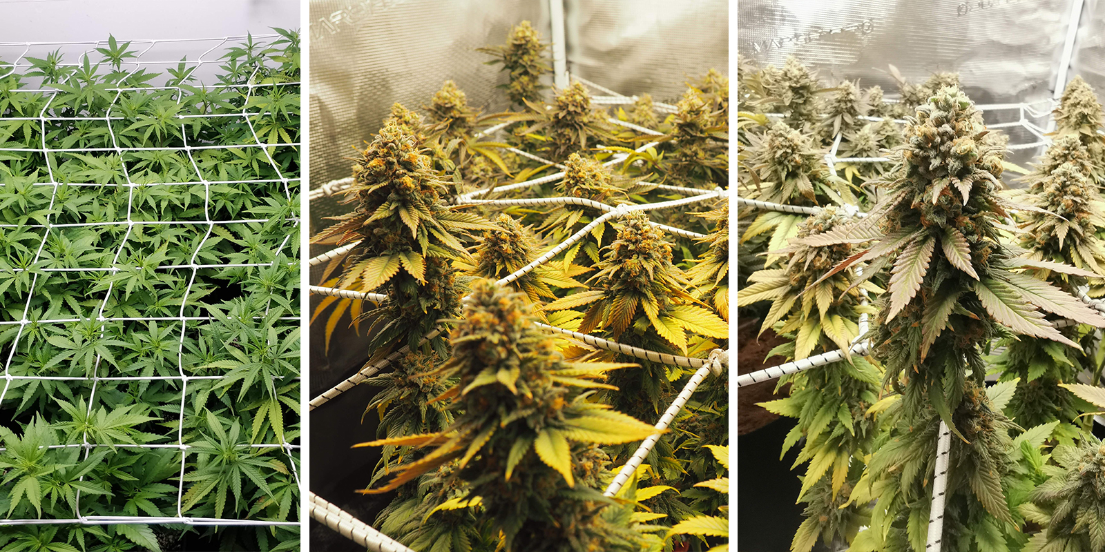 ScrOG with autoflowers: Why it&rsquo;s tricky (but possible)