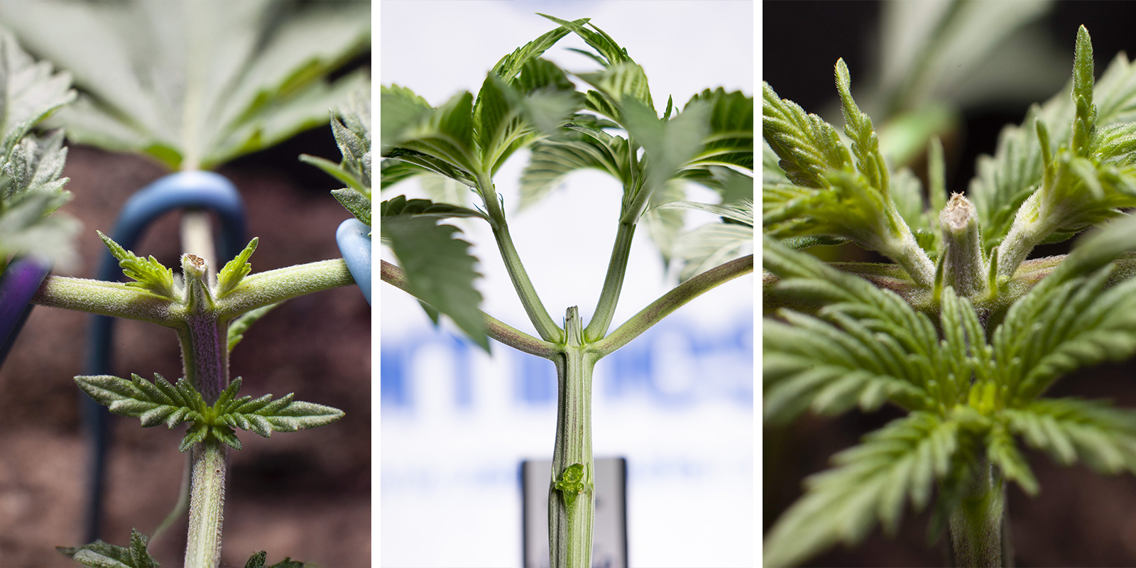 Topping autoflowers: A special case of high stress training