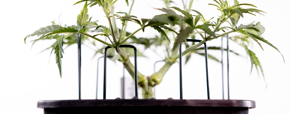 how to train autoflowering cannabis