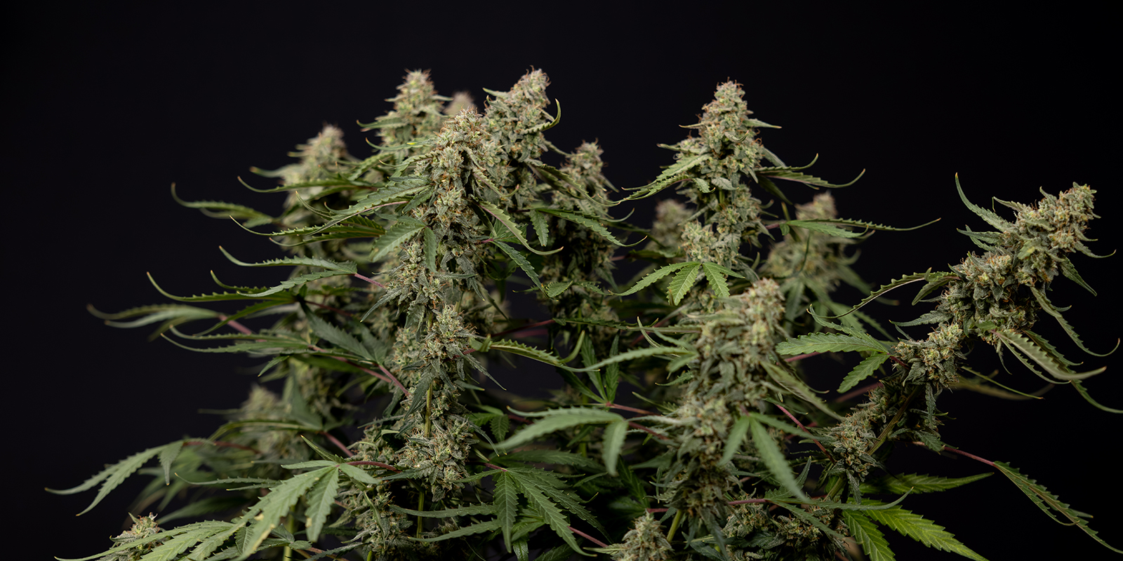 Can you train autoflowering cannabis plants?