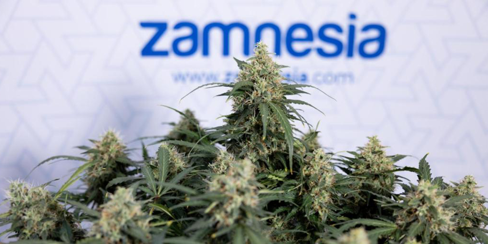 Key things to consider before training autoflowers
