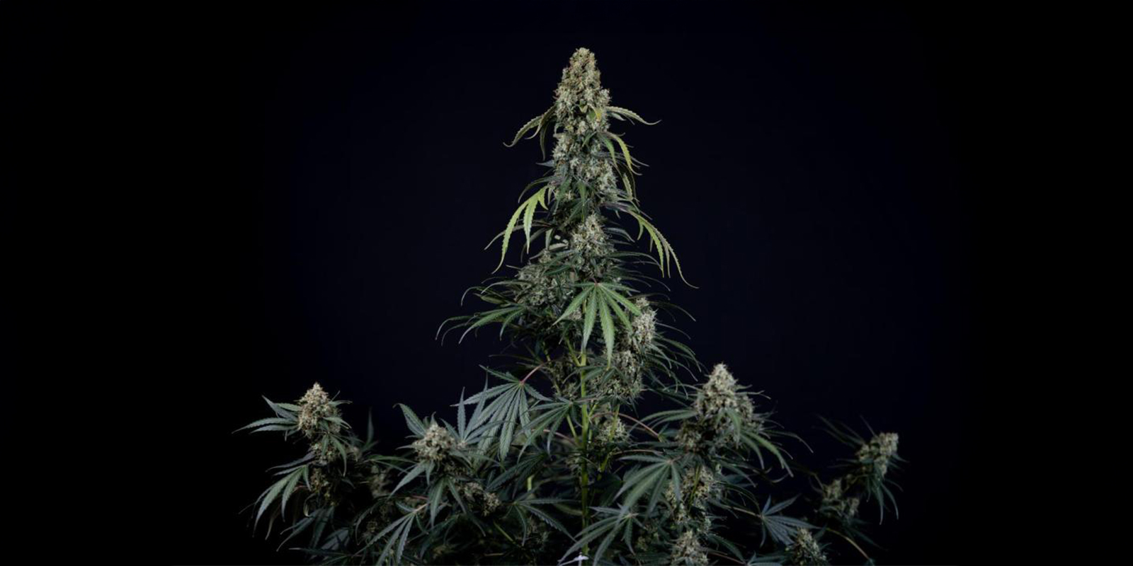 No training: letting autoflowers grow naturally