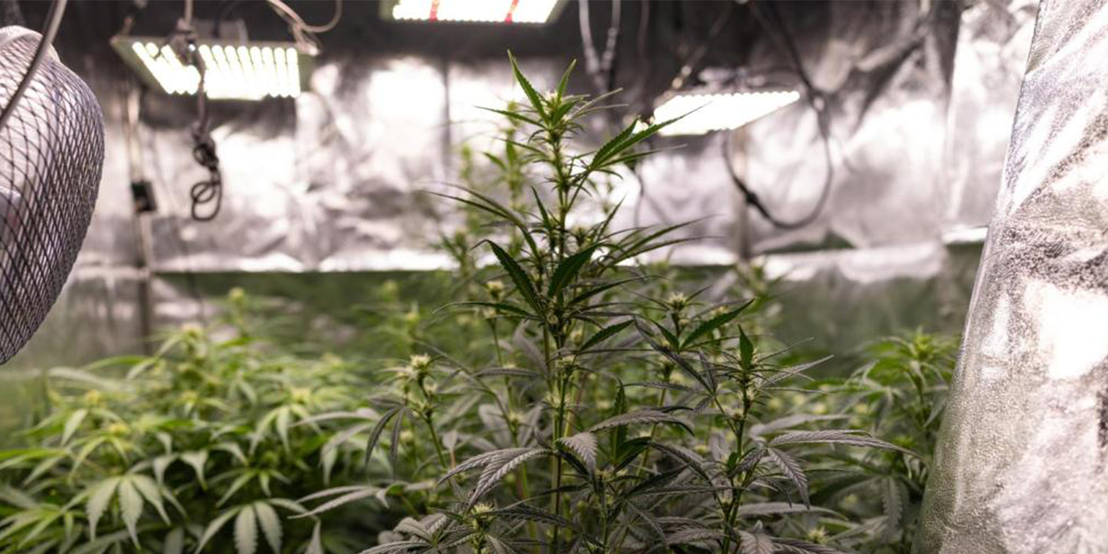 Should you train autoflowers?