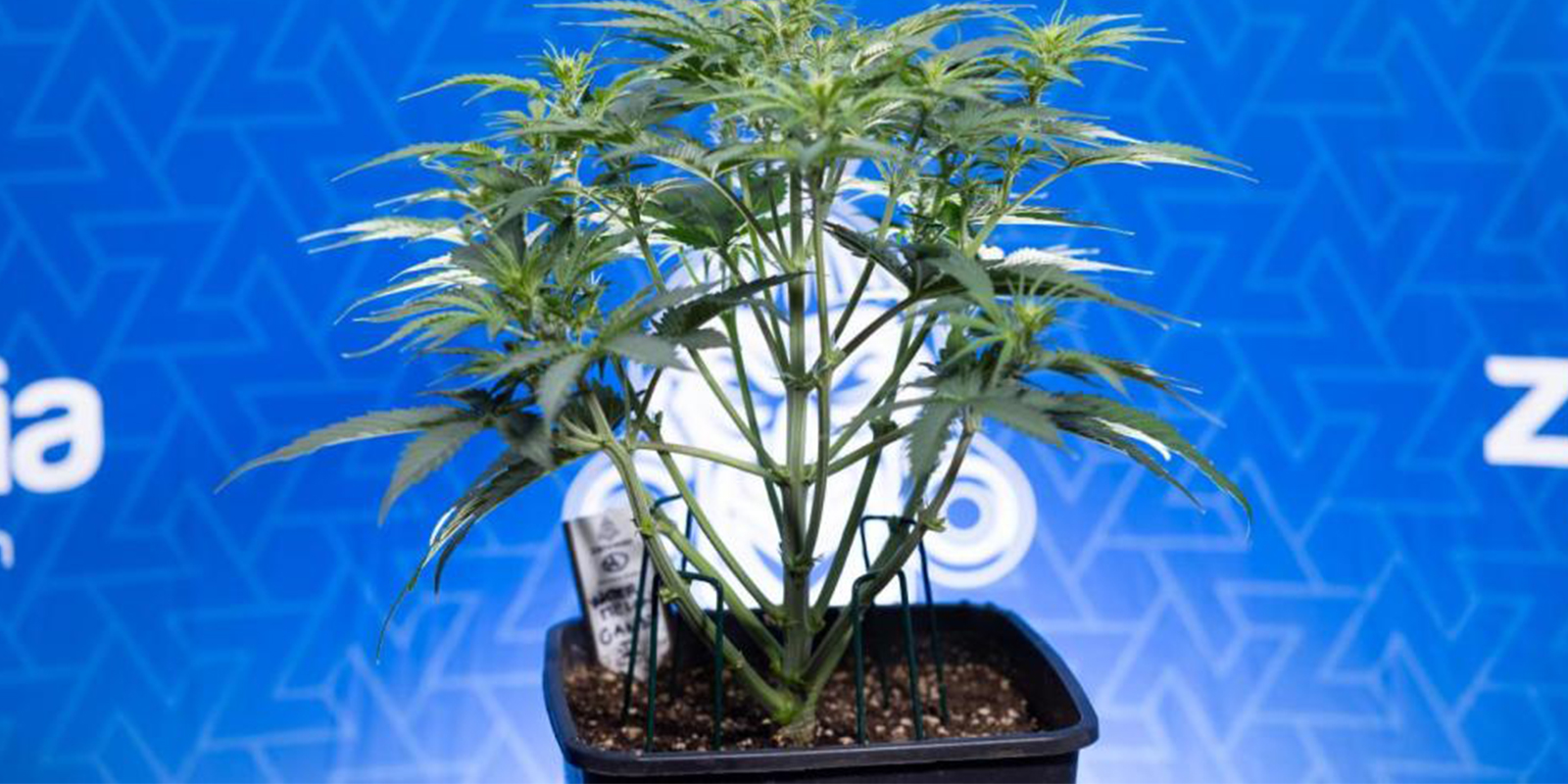 Which training method is de best for autoflowers?