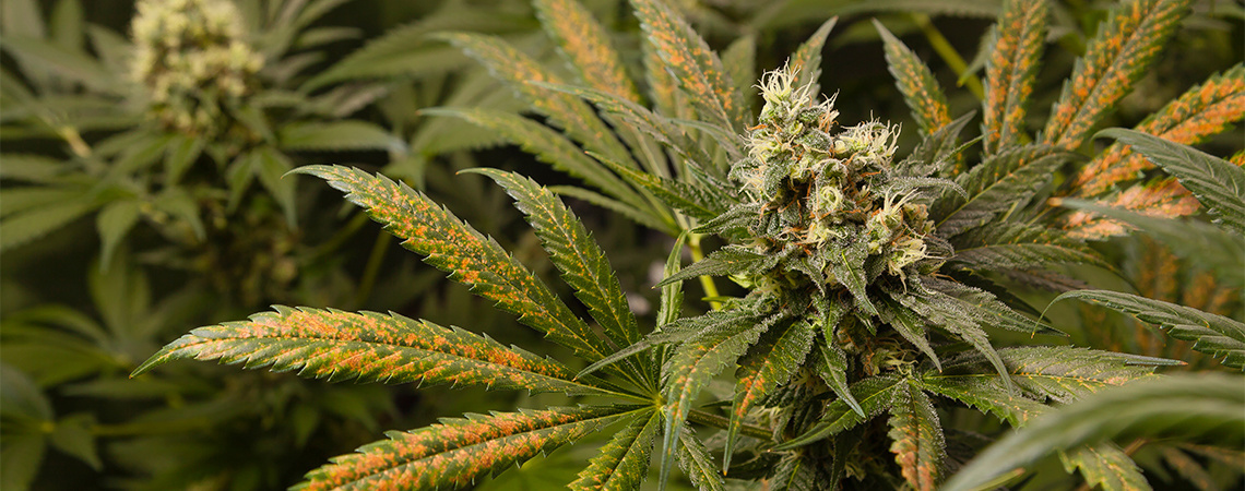 Calcium deficiency in cannabis plants