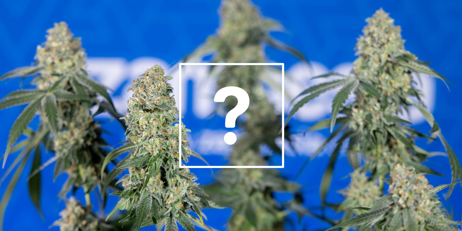 Can I still use affected plants or buds?