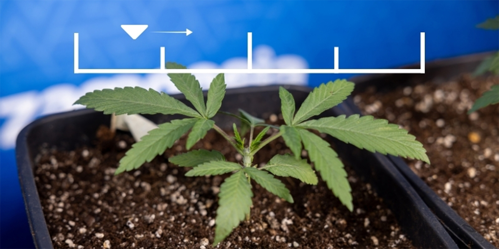 Ideal EC ranges for each growth stage