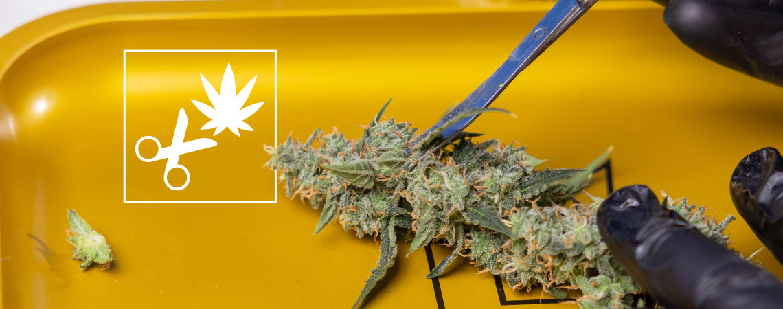 How to trim your cannabis 
