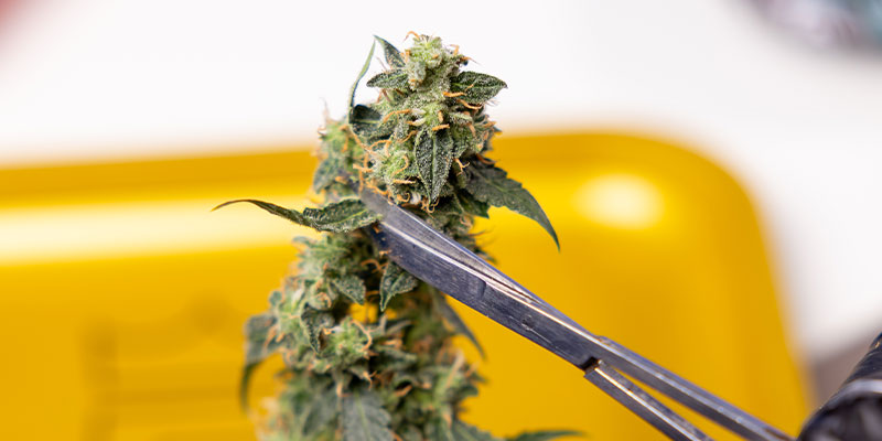 3. Trim the sugar leaves around the buds