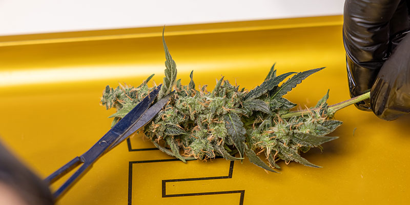 Handle buds carefully to preserve trichomes