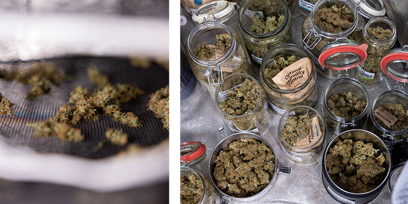What comes after trimming your cannabis?