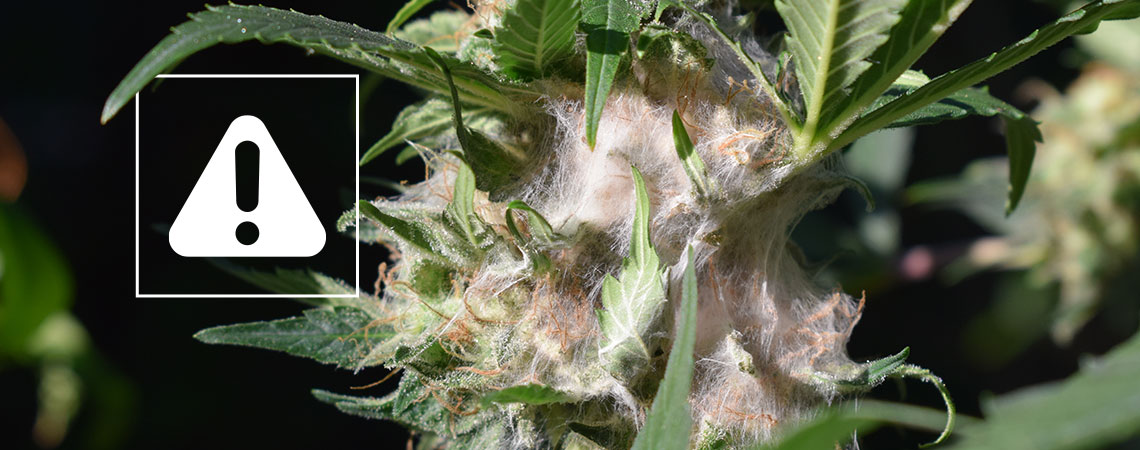 How to spot and prevent bud rot when growing cannabis