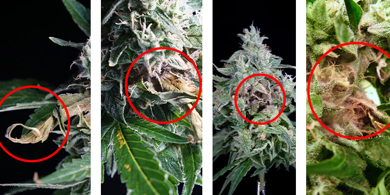 Early signs of bud rot