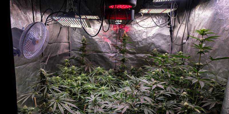 How to prevent bud rot