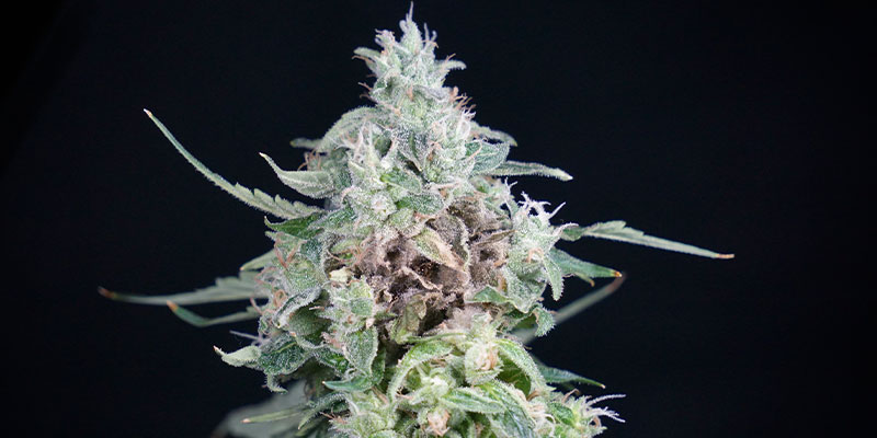 Signs of advanced bud rot
