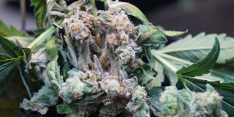 What is bud rot (Botrytis cinerea)?