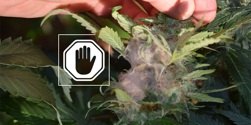What to do if you spot bud rot