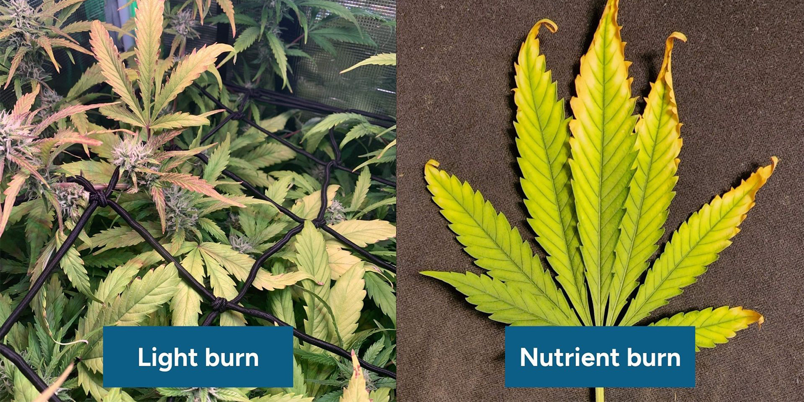 How to tell the difference between light burn and nutrient burn