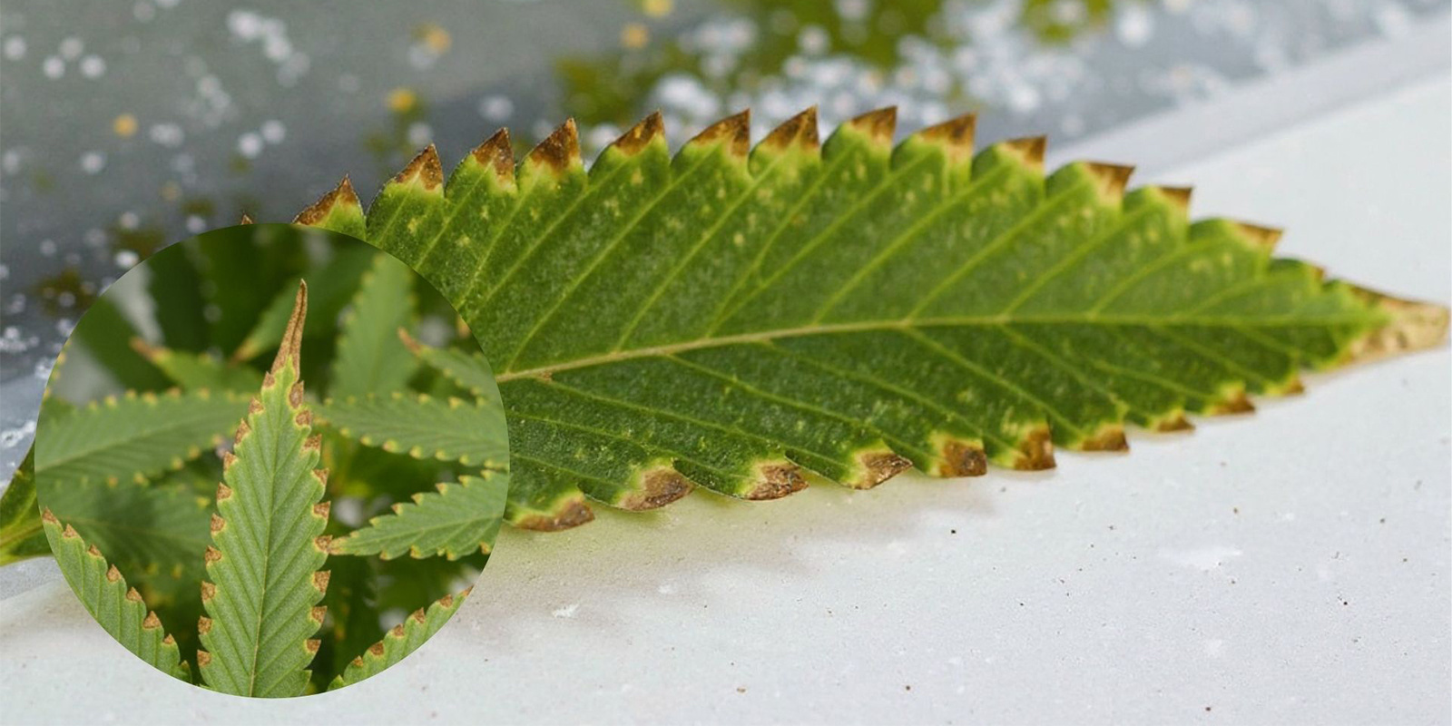 What does nutrient burn on weed plants look like?