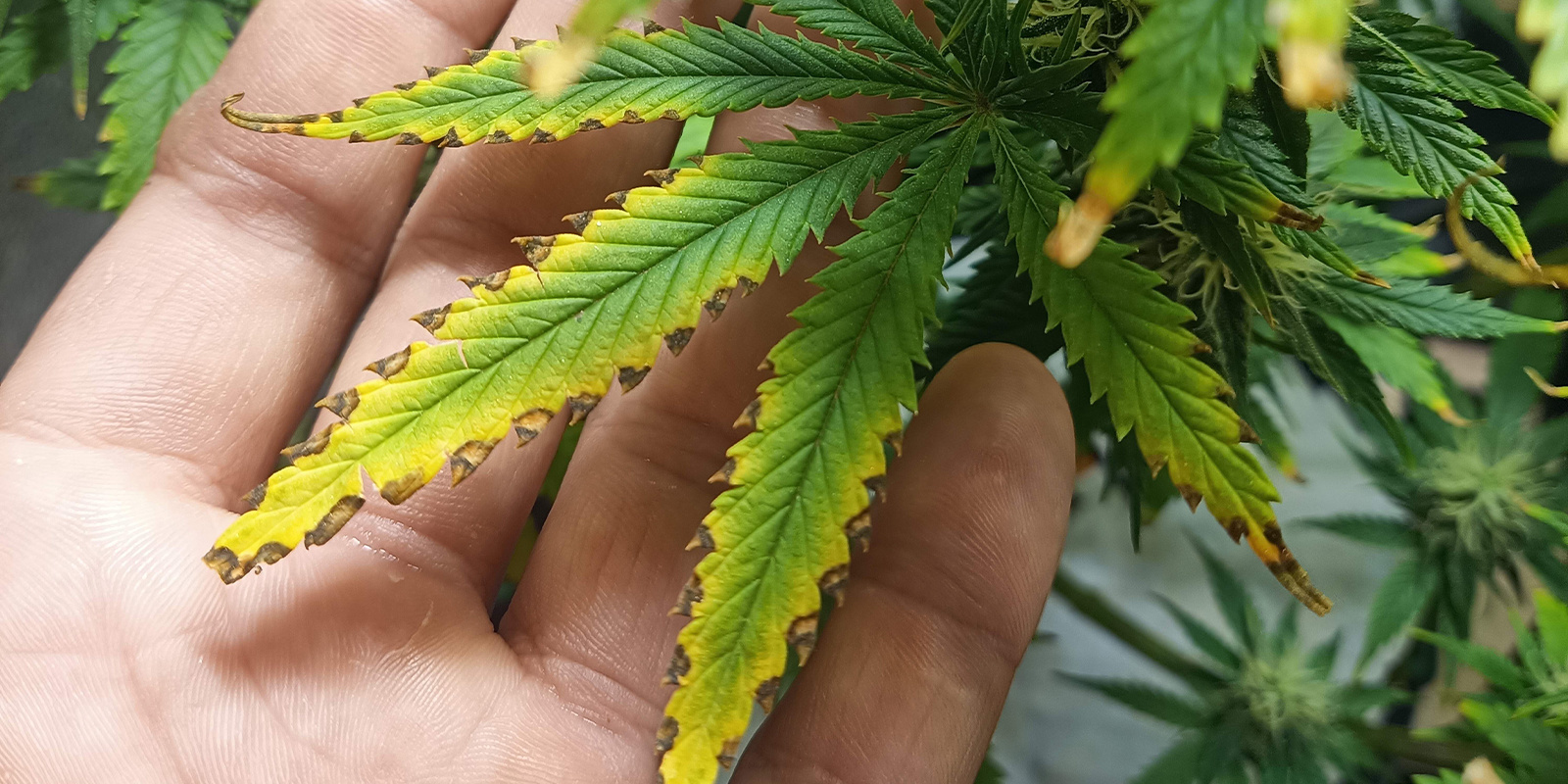 Cannabis nutrient burn: How to spot it & save your plants
