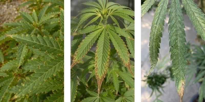 What is nutrient burn?