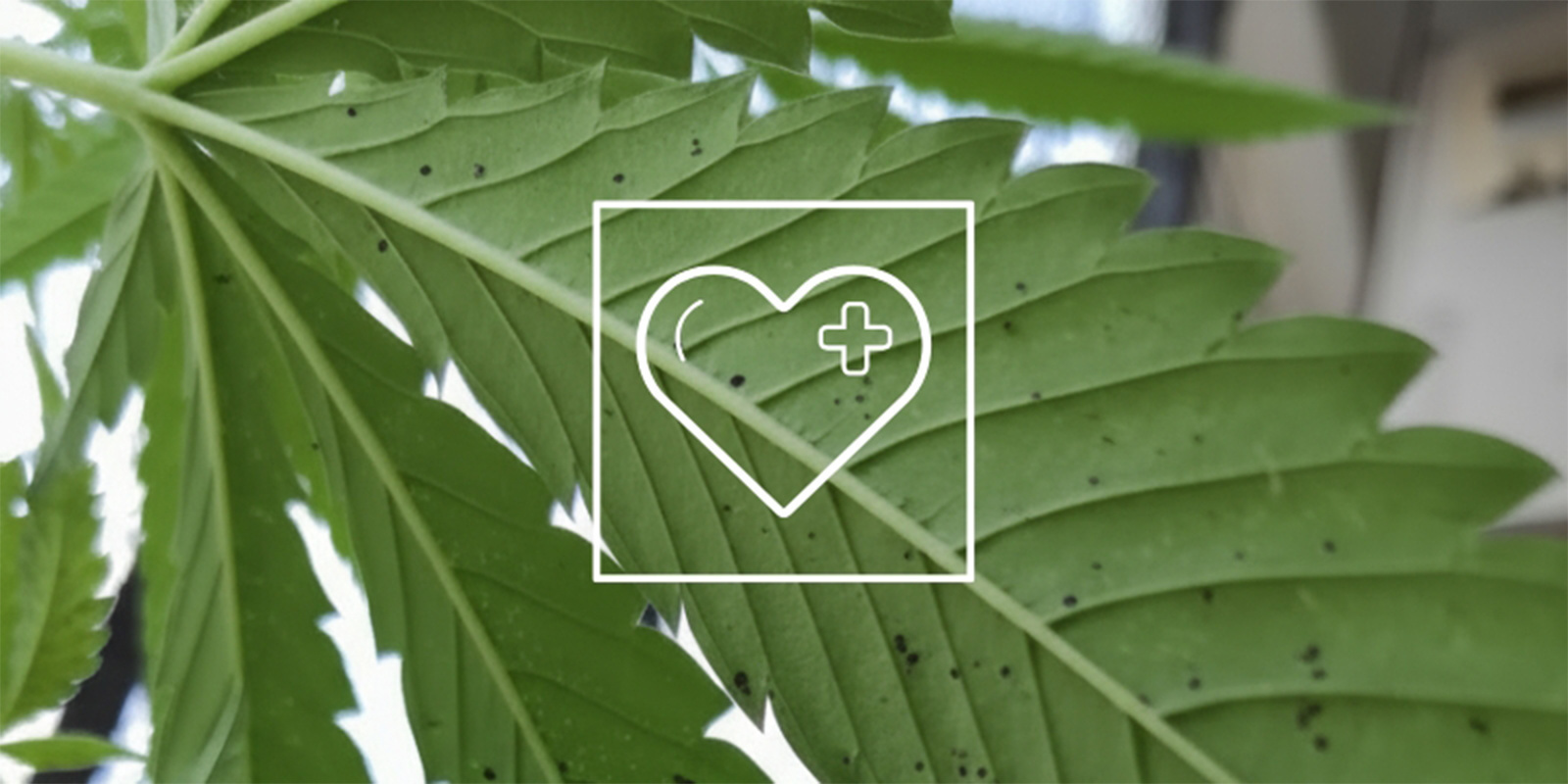 How to treat black spots on leaves