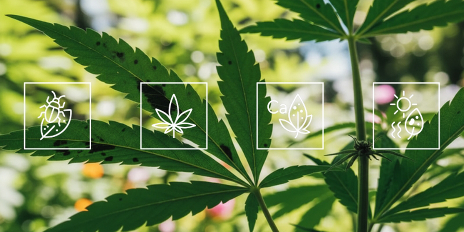 What causes black spots on cannabis leaves?