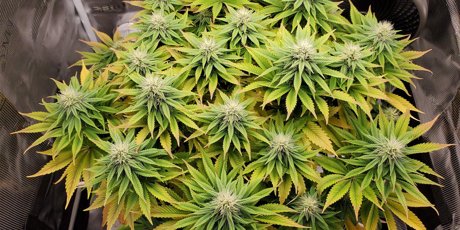Common pH problems and how to fix them