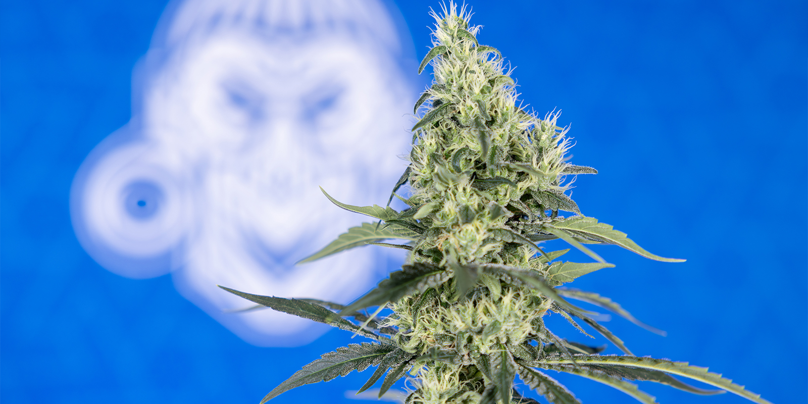 Maintaining stable pH throughout the grow