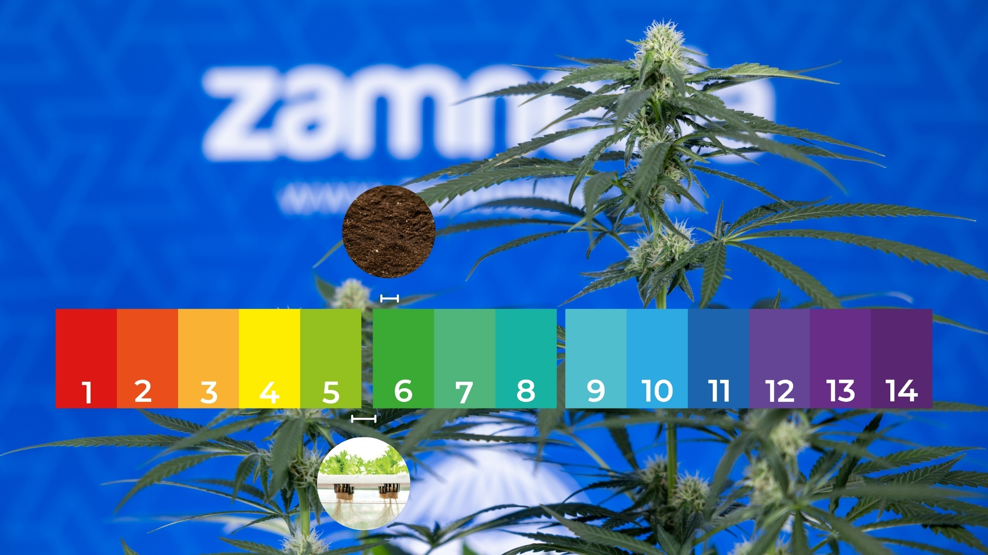 Vegetative stage