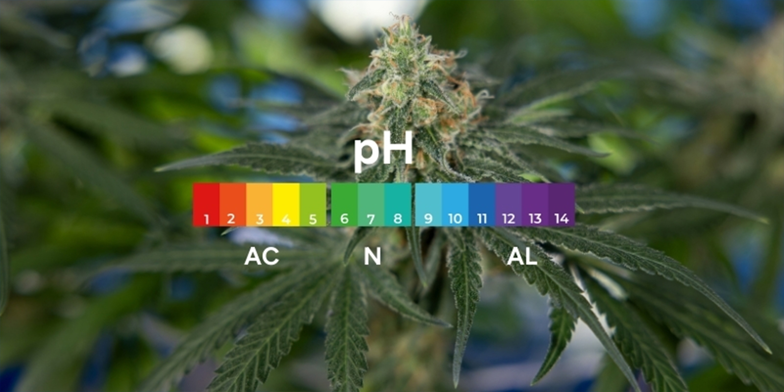 What is pH and why does it matter for cannabis?