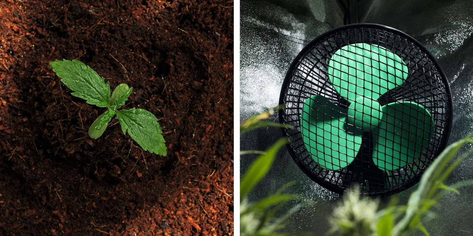 High-quality soil and airflow are essential