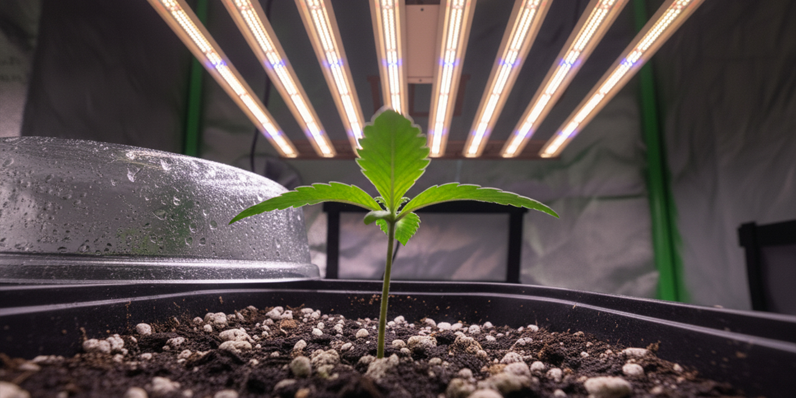 Start under 12/12 lighting from day one