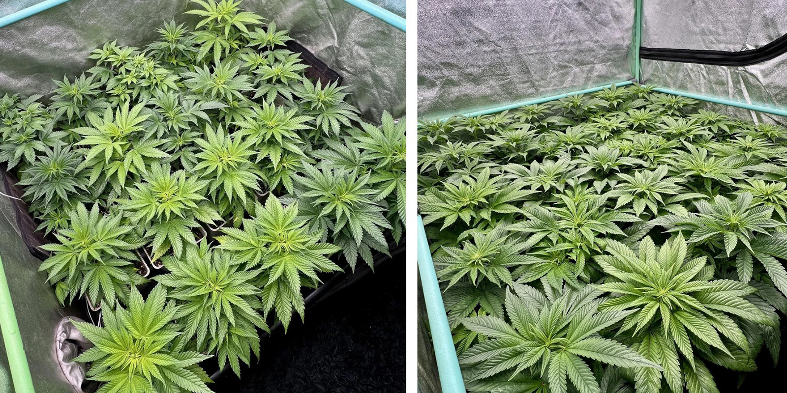 Try the Sea of Green (SOG) method