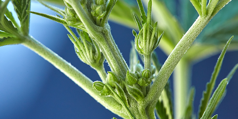 How to spot hermaphrodite cannabis plants 