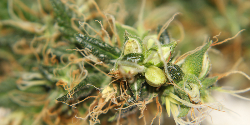Can you save a hermaphrodite cannabis plant?