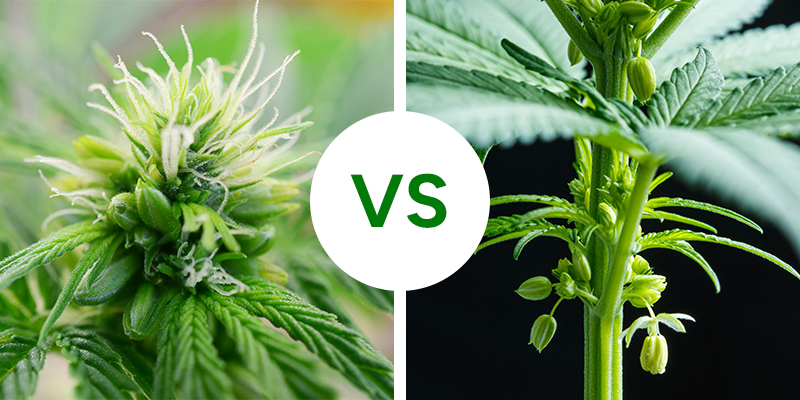 Hermaphrodite vs male cannabis plants: Key differences