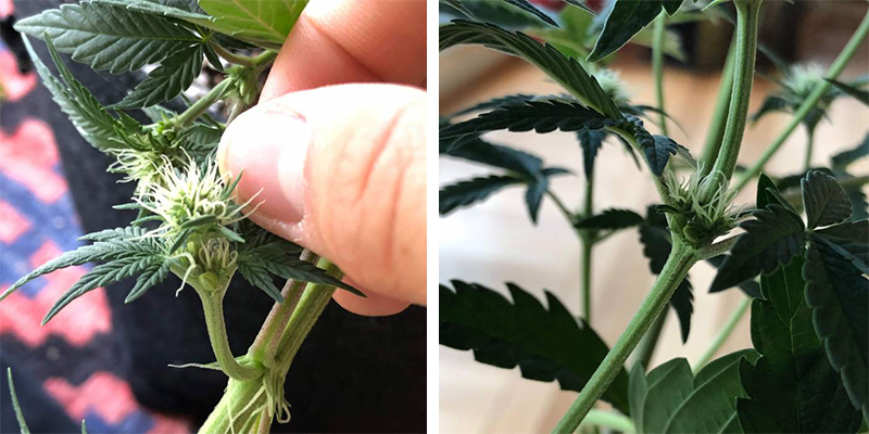 How to prevent hermaphrodite cannabis plants