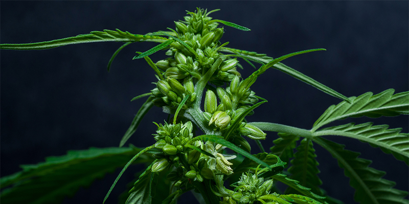 Managing hermaphrodites without panicking