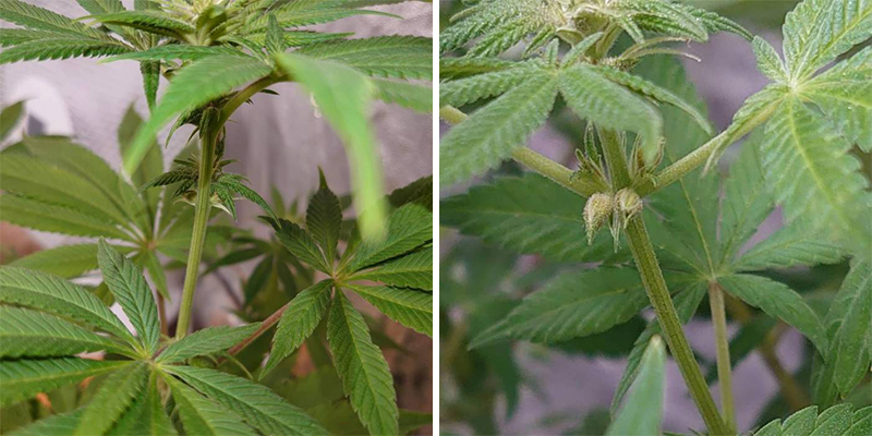 Early signs of a hermie plant