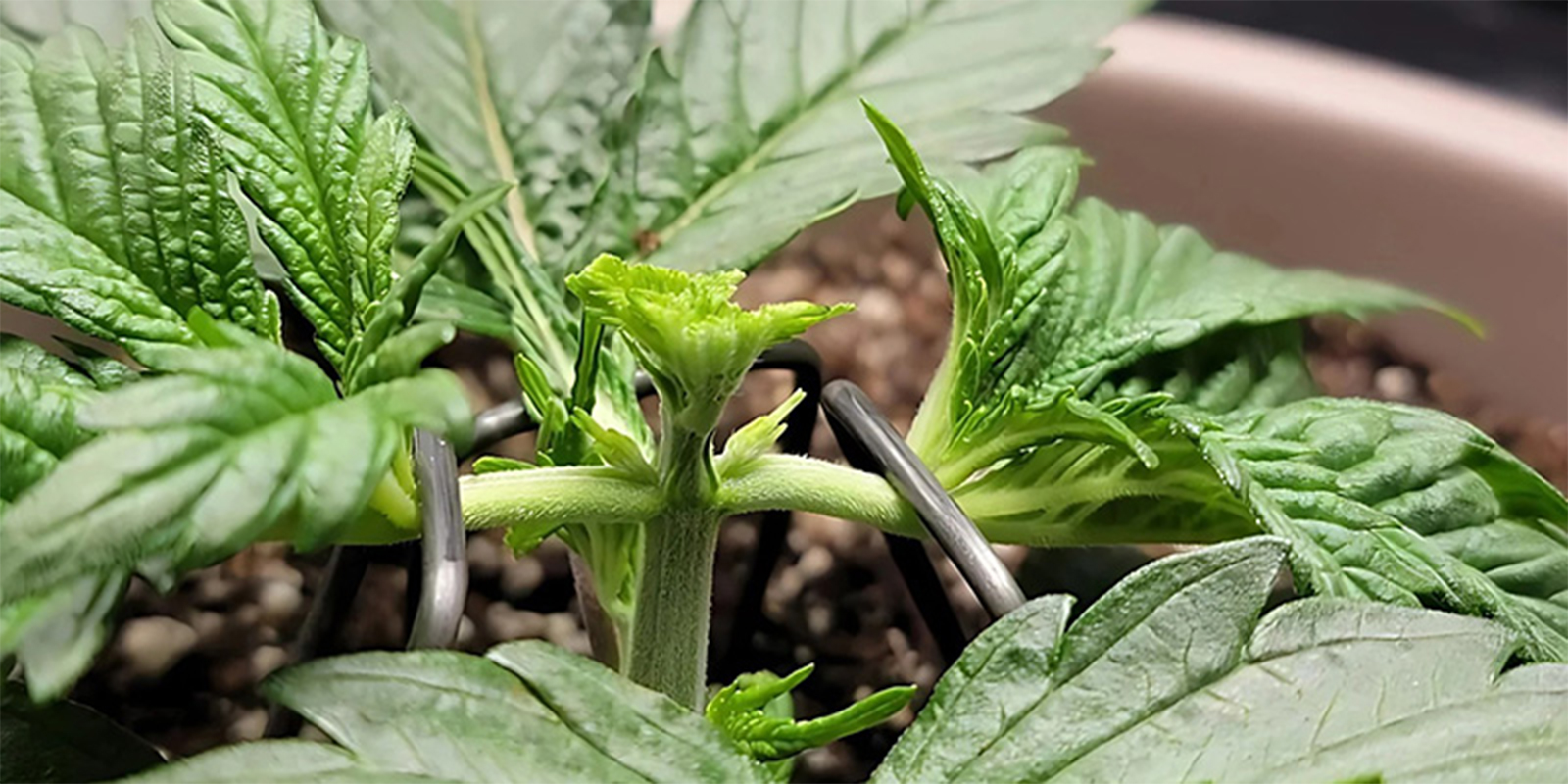 Fimming cannabis plants
