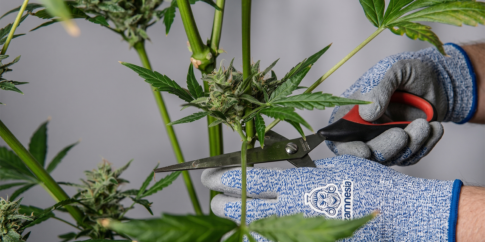 How to prune cannabis plants safely?