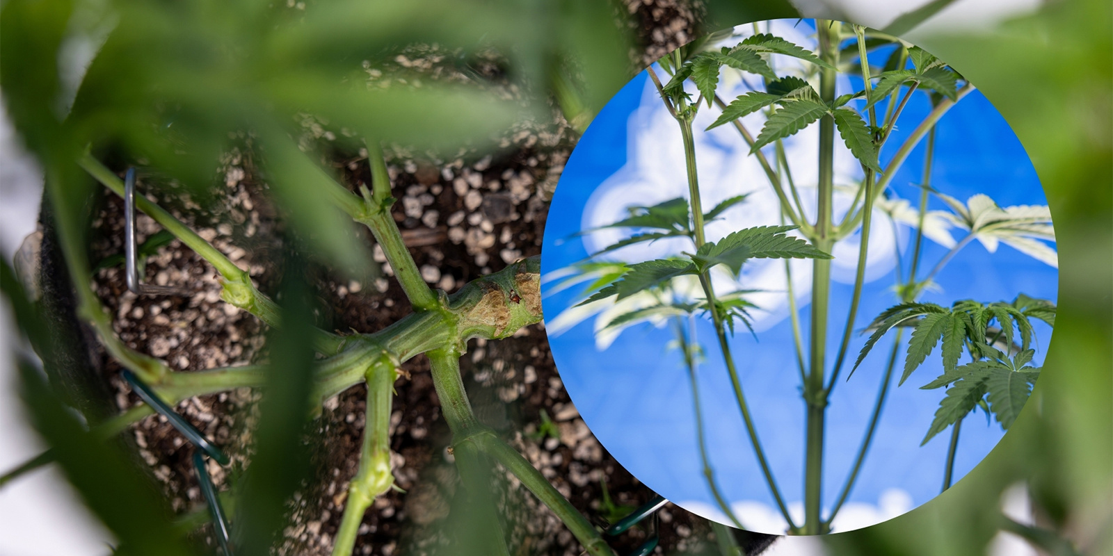 Lollipopping cannabis plants