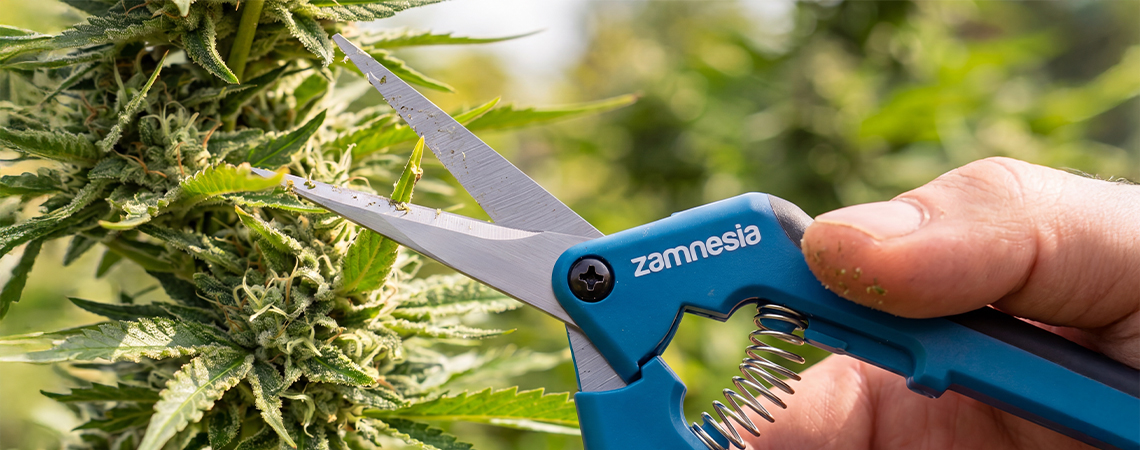 Pruning cannabis: Indoor vs outdoor plants